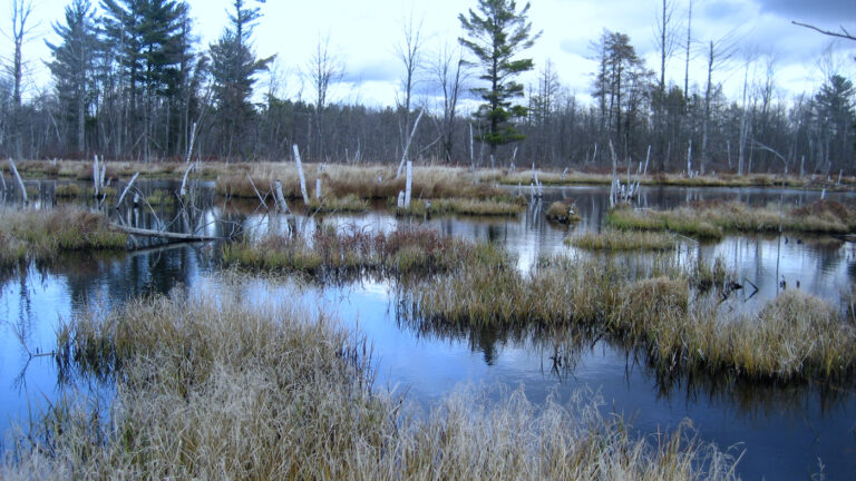 Milieux humides : Délimitation de la tourbière Red Mill