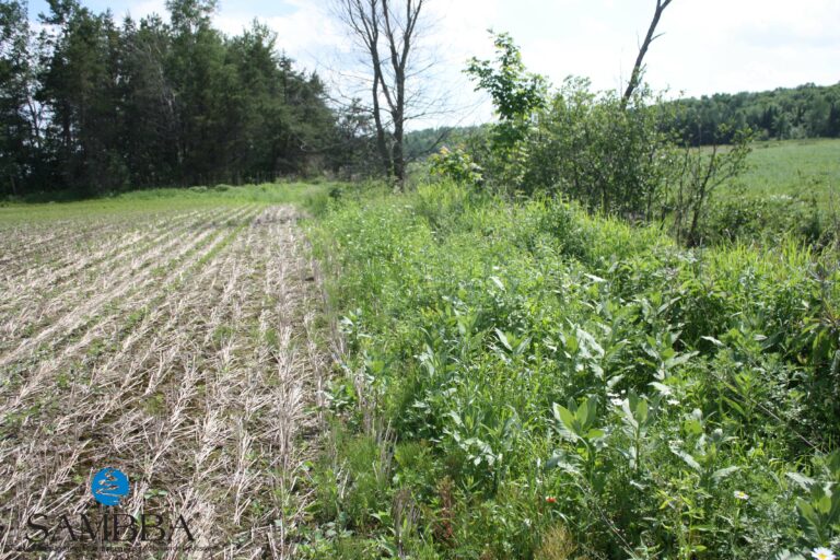 Revégétalisation de bandes riveraines
