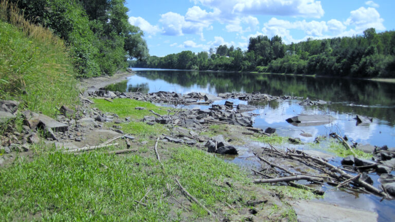 Inventaires d’exuvies d’odonates de gomphes ventrus : une libellule en voie de disparition