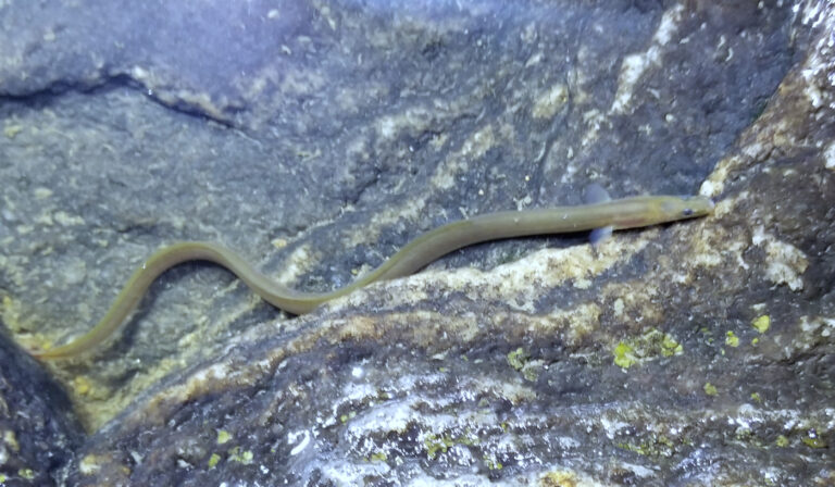 Anguille d'Amérique : Inventaire et amélioration de son habitat