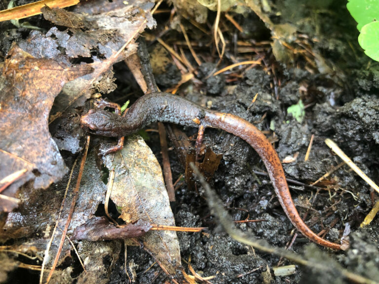 2021-09-23_HQ-Salamandre4orteils (2)_SI