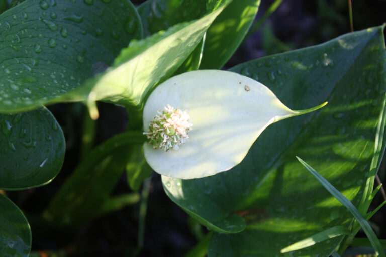 Calla_palustris_SAMBBA (1)