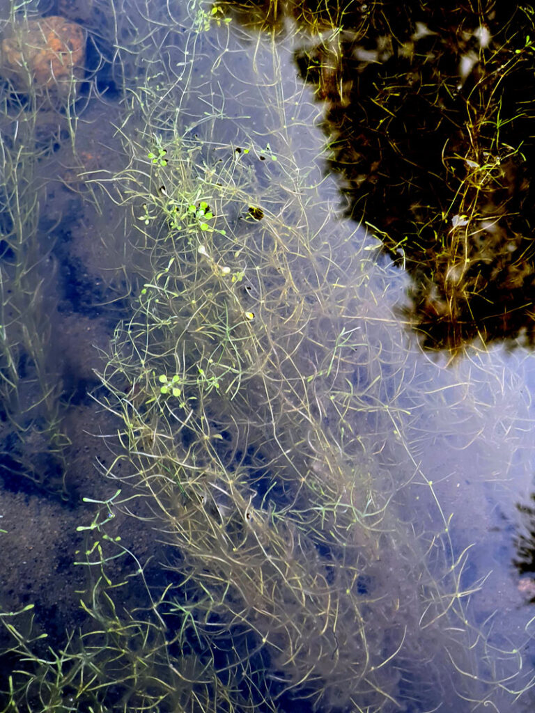 Callitriche_heterophylla_SAMBBA (6)