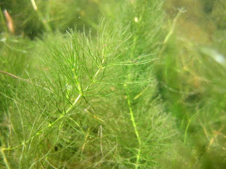 Ceratophyllum_demersum_SAMBBA