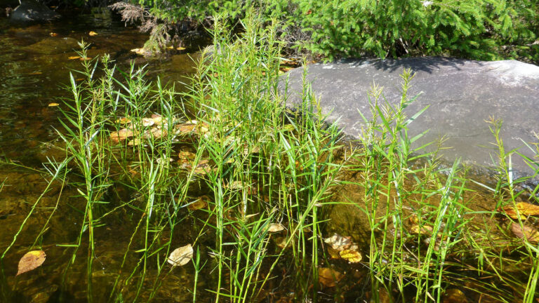 Dulichium arundinaceum