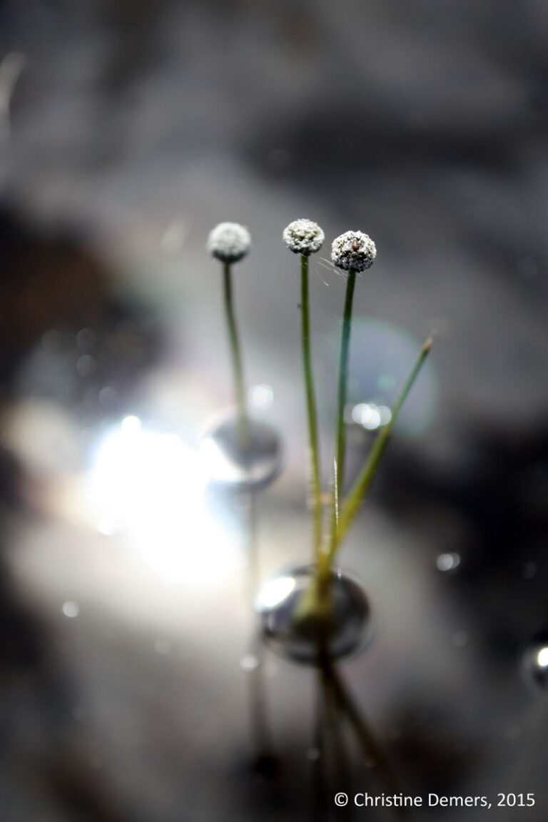 Eriocaulon_LAtortue_CDemers2015