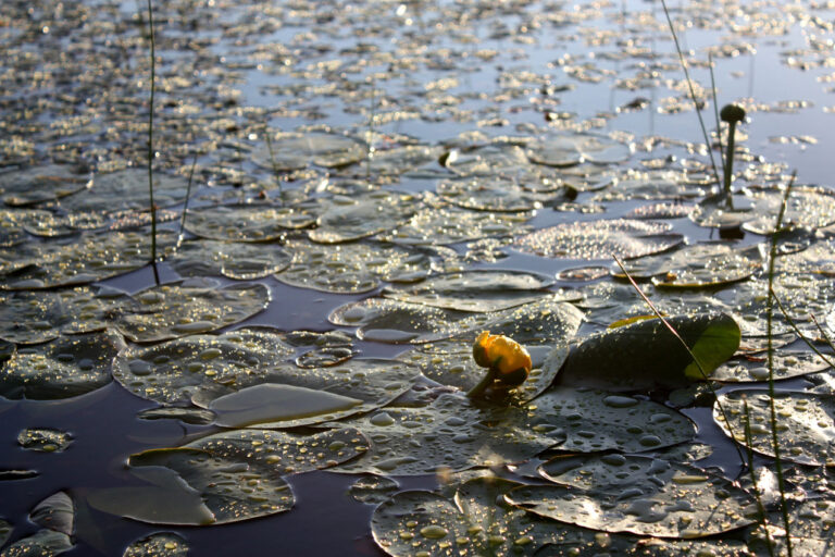 Nuphar_variegata_SAMBBA (2)