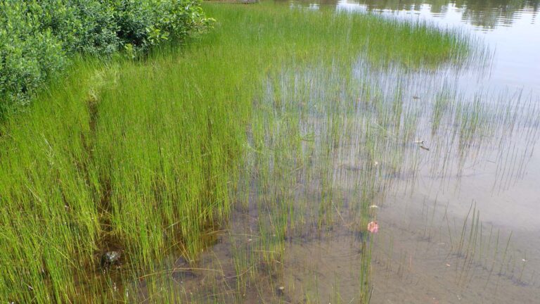 Possiblement_Eleocharis_palustris