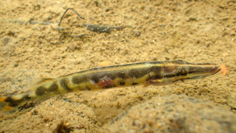 Grand_brochet_SAMBBA_SITE