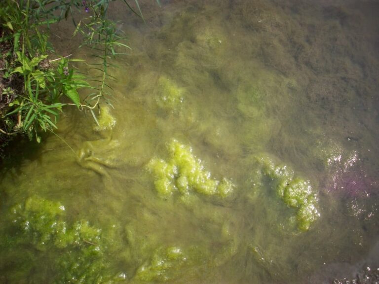 Algues filamenteuses_BrasPierre-Paul_2014 (3)_SI