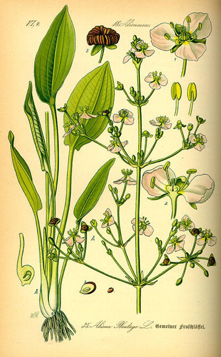 Alisma-plantago-aquatica-2