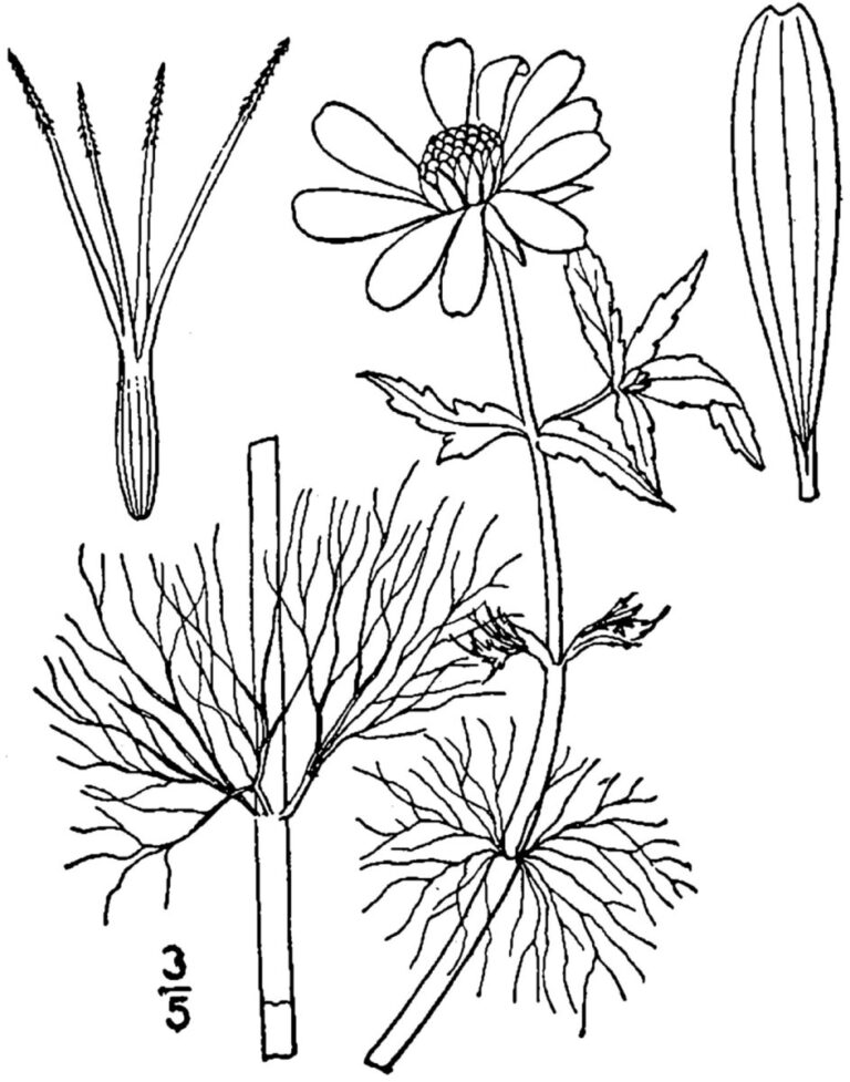 Bidens_beckii_drawing_01