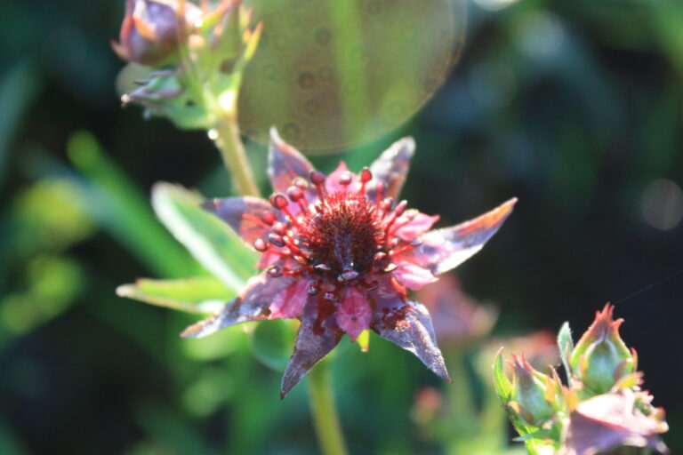 Comarum_palustris_ fleur