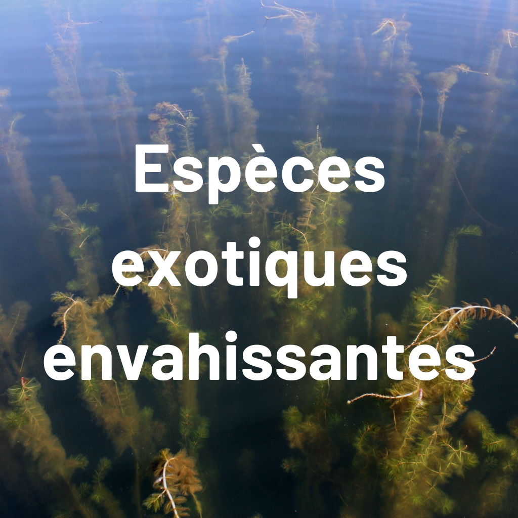 especes_exotiques_envahissantes