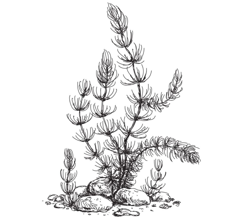 Plantes vs algues-visuel