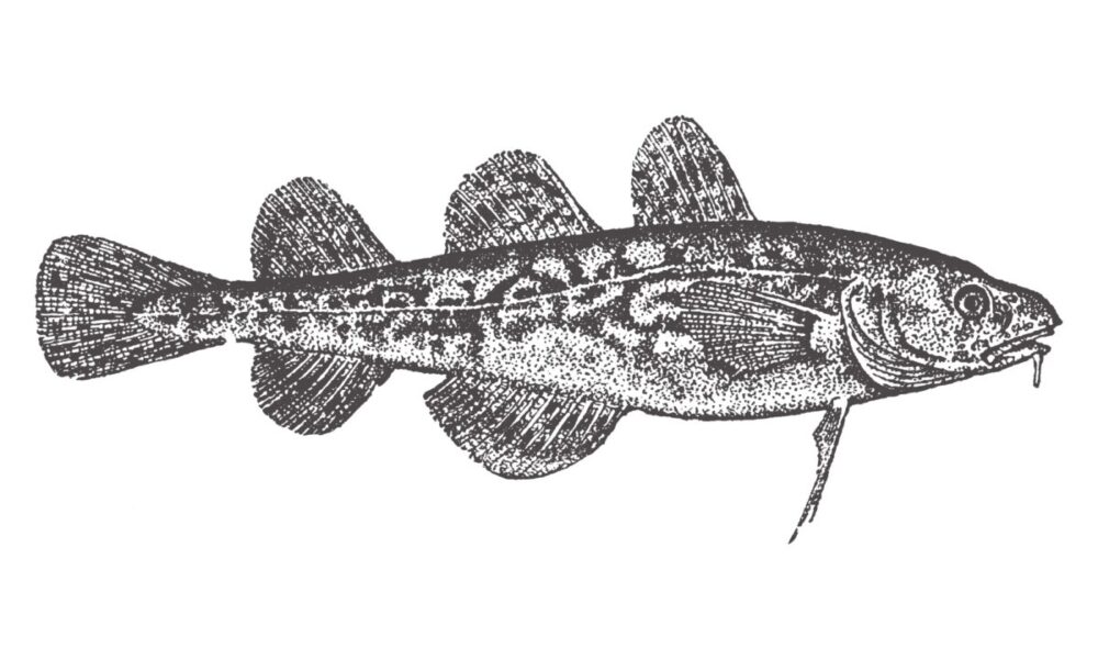 Visuel-page-chronique (7.5 x 7.5 po)